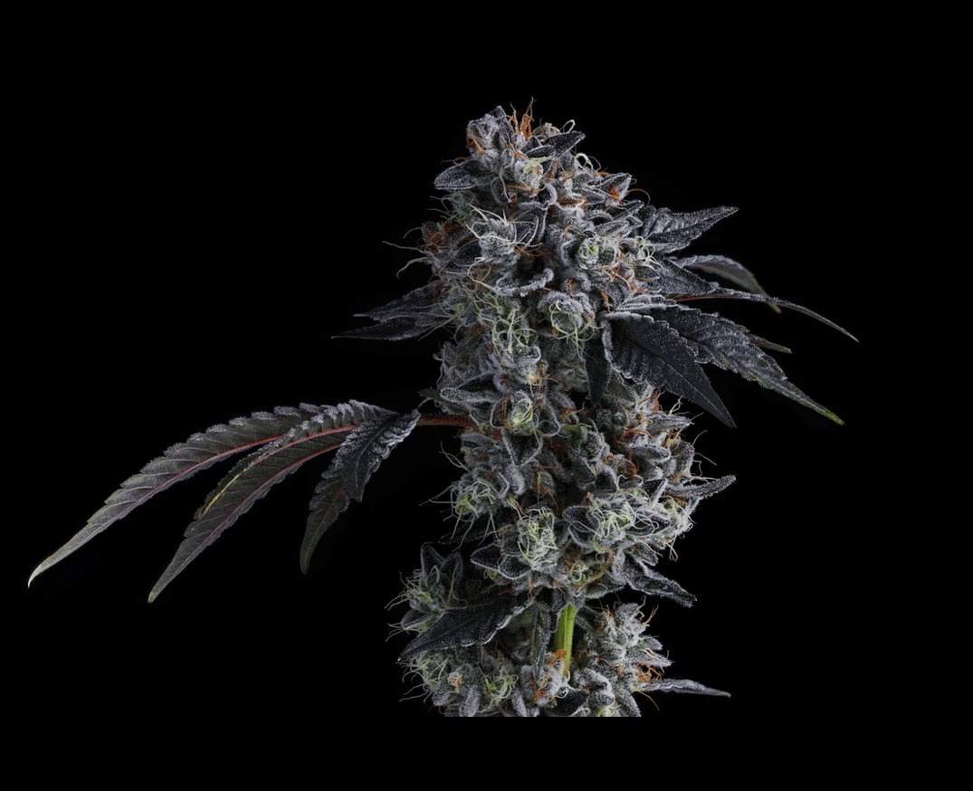 Kush Mints