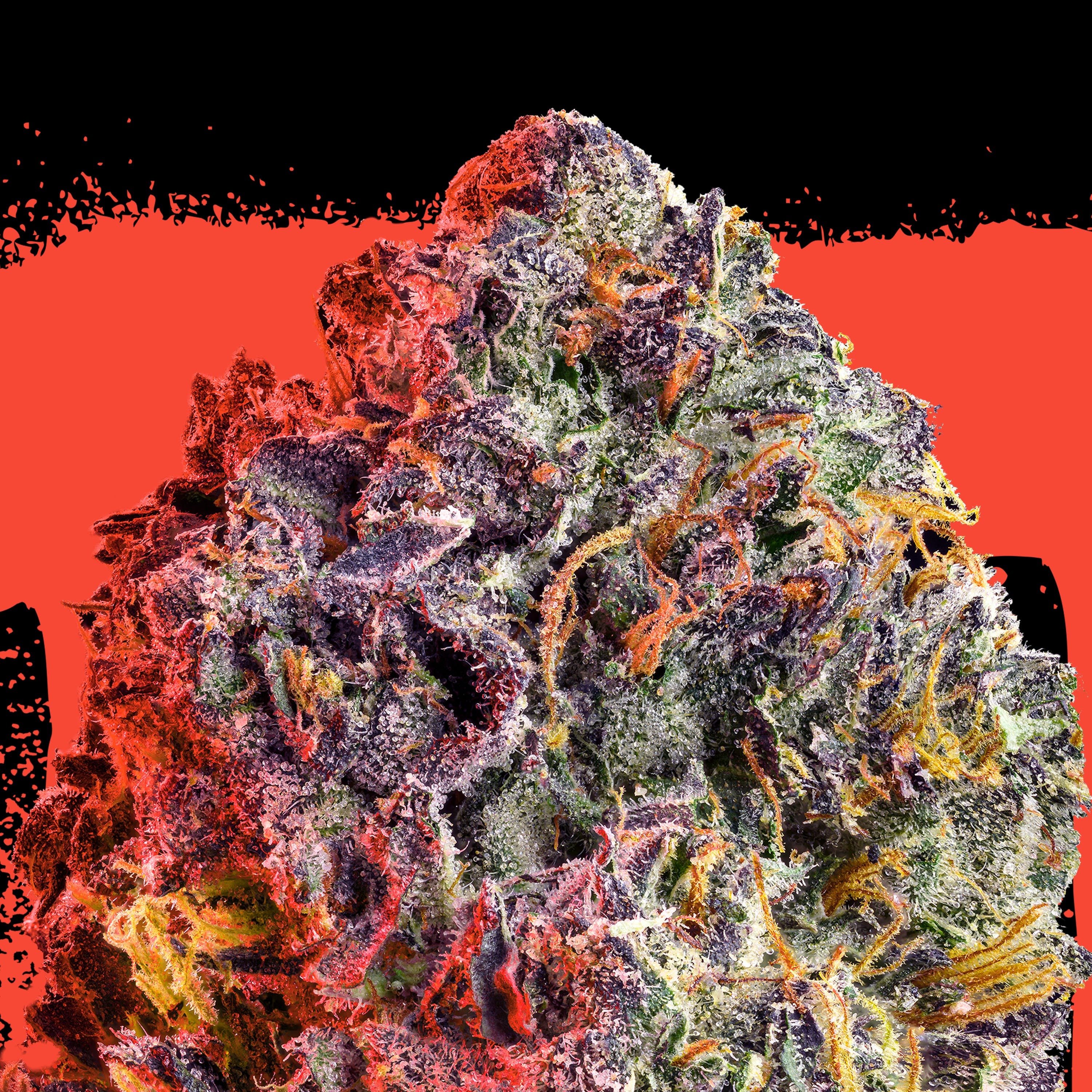 Gelato 3.5g
